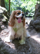honden foto van Sannie
