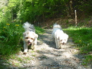 honden foto honden foto van Jeanet