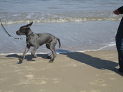 honden foto van jessica 