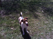 honden foto honden foto van Cha & Ace