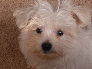 honden foto van Carla