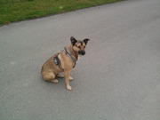 honden foto van Sabine