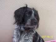 honden foto honden foto van Voortmans