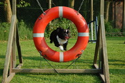 honden foto van Stitch