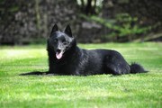 honden foto van Joep en Olivia