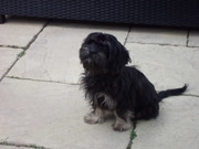 honden foto van miranda