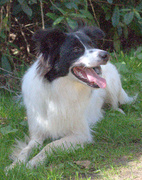 honden foto van Marijn