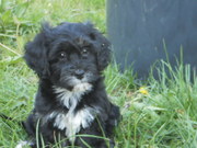 honden foto van drummel