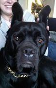 honden foto van corsolover
