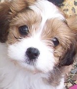 honden foto honden foto van caressa