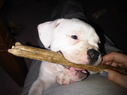 honden foto van Michelle