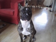 honden foto van Sanne, Ice & Baron!