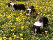 honden foto van Fleur de Cock