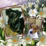 honden foto van Tanja, Jindi en Joysa † 