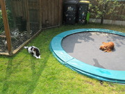 honden foto van Evely