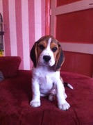 honden foto van Priscilla & Floyd