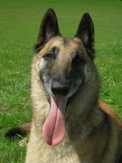 honden foto van Nancy