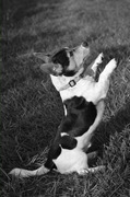 honden foto van Esther&Tibbe 