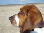 honden foto van Steffie
