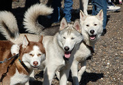honden foto van Ingridvk
