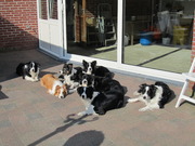 honden foto van 