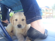 honden foto van stefanie