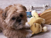 honden foto van Jacqueline Lucas