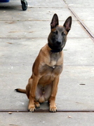 honden foto van Marc van Vliet