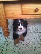 honden foto van Melissa