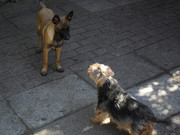 honden foto van marika rozeboom