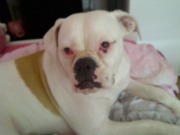 honden foto van nikita diva lady en louis