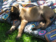 honden foto van Marion & Clover