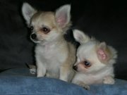 honden foto van tineke