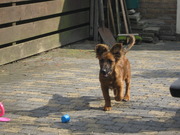 honden foto van nicol
