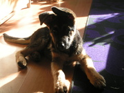 honden foto van edwin bosma