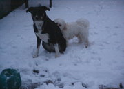 honden foto van noa en benji