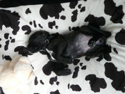 honden foto van Jenny