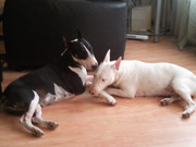 honden foto van saskia lammerts