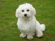 honden foto van kora