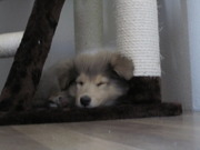 honden foto van Tas & Jus