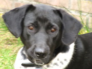 honden foto van Chantal