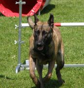 honden foto van Myrthe