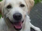 honden foto van Chiara