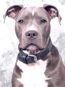 honden foto van Julia 