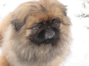 honden foto van jorke