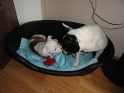 honden foto van Lysbeth