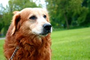 honden foto van Lisa  & Spekkie