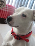 honden foto van robin