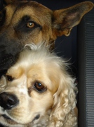 honden foto van virg