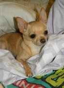 honden foto van Ilona, Nina & Roula